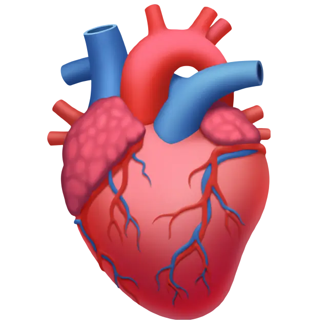 Anatomical Heart
