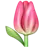 Tulipán