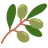 オリーブ