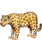 Leopardo