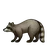 Raccoon