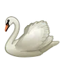 Schwan