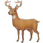 Hirsch