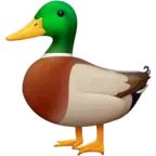 Duck