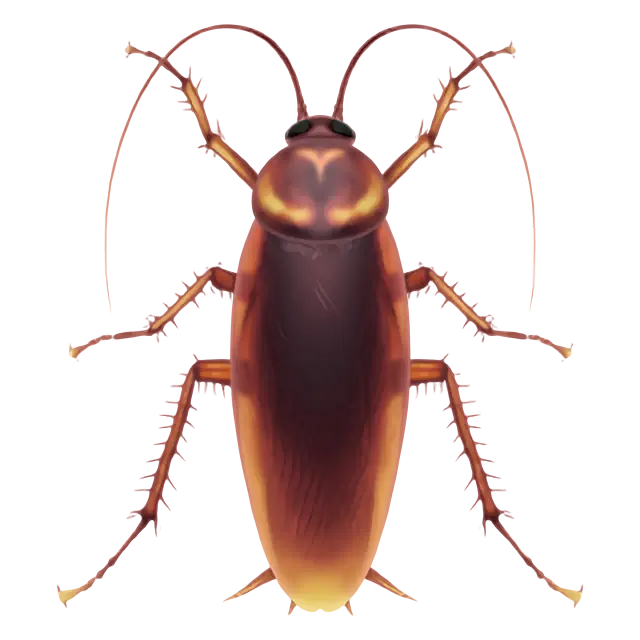 Cockroach