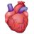Anatómiai szív