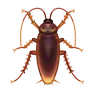 Cockroach