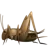Krikett