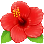 Hibiscus