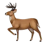 Hirsch