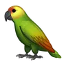 Parrot
