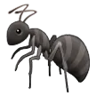 Ant