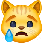 Crying Cat