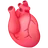Anatómiai szív