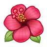 Hibiscus